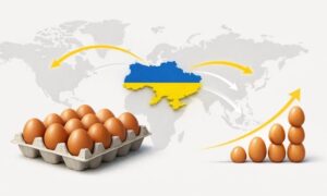Ukraine Egg Exports Soar 66% to Record 2.05 Billion in 2025