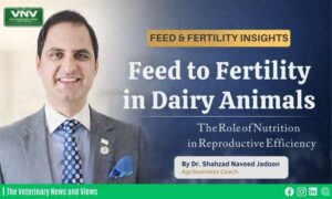 Feed to Fertility in Dairy Animals - Dr Shahzad Naveed Jadoon