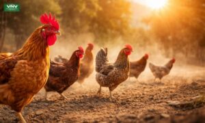 25 Heat-Adaptation Genes Found in Chickens | Breakthrough Poultry Research