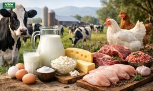 Animal Protein Opportunity in Pakistan Dairy Sector