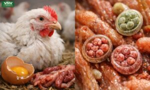 6 facts need-to-know about coccidiosis in poultry