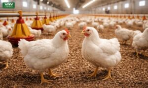 Complete Guide to Broiler Farming in Pakistan | Step-by-Step Poultry Management