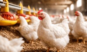 Poultry Health Challenges in Pakistan