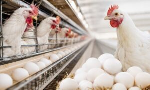 White Egg Layers Expanding in UK Poultry Industry with Improved Performance