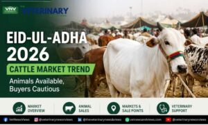 eid-ul-adha-2026-cattle-market-trend-pakistan