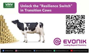 Evonik webinar transition cows
