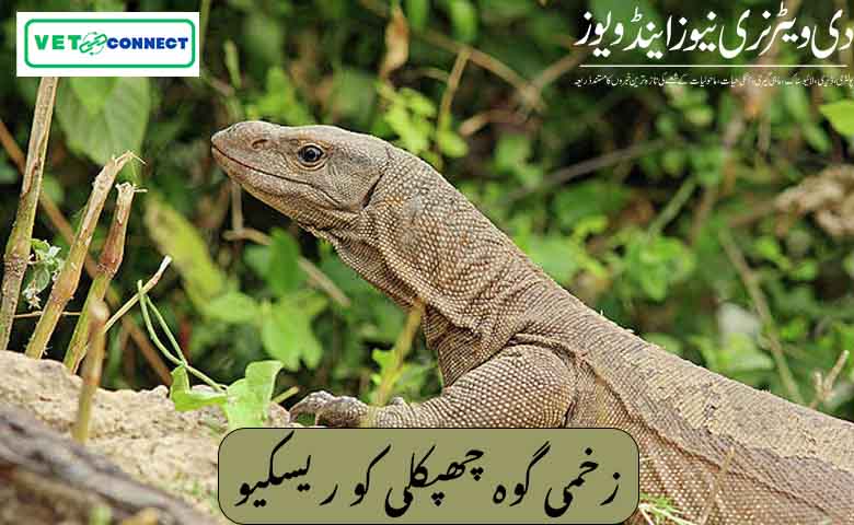 زخمی گوہ چھپکلی (Bengal monitor lizard) کو ریسکیو - The Veterinary News ...