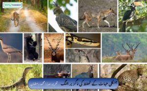 جنگلی حیات کی غیر قانونی تجارت