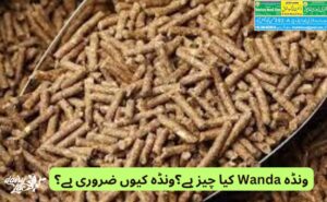 ونڈہWanda کیا چیز ہے؟ونڈہ کیوں ضروری ہے؟