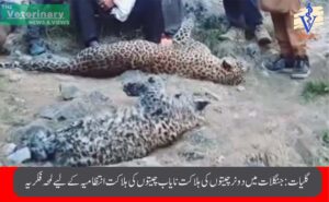 گلیات نیشنل پارک میں دو تیندووں کی پراسرار ہلاکت