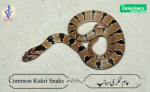 کیا پاکستان میں پایا جانے والا ککری سانپ زہریلا ہے؟