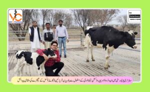 ویٹرنری یونیورسٹی میں ان وٹرو ایمبریو پروڈکشن ٹیکنا لوجی کے استعمال سے ہالسٹین فریزئین ( گائے) نسل کے بچھڑے کی مقا می پیدا ئش