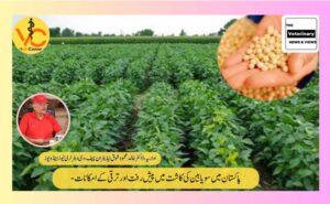 پاکستان-میں-سویا-بین-کی-کاشت-میں-پیش-رفت-اور-ترقی-کے-امکانات-