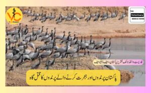 پاکستان-پرندوں-اور-ہجرت-کرنے-والے-پرندوں-کا-قتل-گاہ