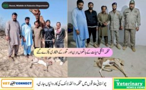 چولستان-میں-وائلڈ-لائف-کی-کارروائیاں