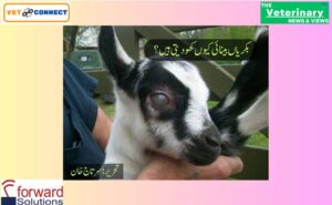 کبھی-کبھی-بکریوں-میں-نظر-ختم-ہوجاتی-ہے