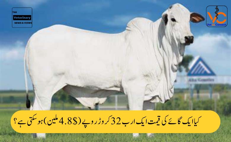 ایک گائے ایک ارب 32 کروڑ روپے (4.8 ملین ڈالر) کی قیمت میں نئی ریکارڈ قیمت پر نیلام ہوئی۔