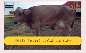 سوتک کا بخار, ملک فیور, (Milk Fever)