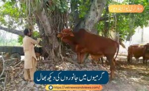 گرمیوں میں جانوروں کی دیکھ بھال