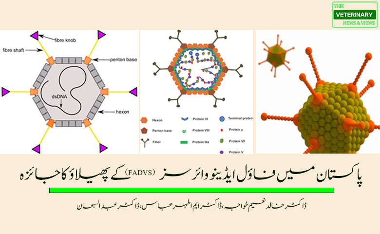 پاکستان میں فاؤل ایڈینو وائرس (FAdVs) کے بارے میں جائزہ