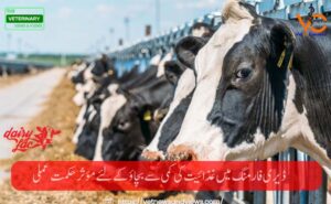 ڈیری فارمنگ میں غذائیت کی کمی سے بچاؤکے لئے مؤثر حکمت عملی