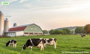 منافع بخش ڈیر ی کیٹل فارمنگ  کے لئے تولیدی کارکردگی (ریپروڈکٹیو ایفیشینسی) کی اہمیت