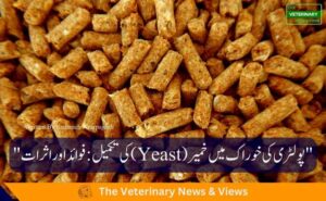 پولٹری کی خوراک میں خمیر (Yeast) کی تکمیل: فوائد اور اثرات