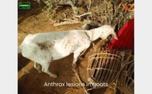 انتھراکس (Anthrax):