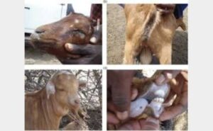 (PPR - Peste des Petits Ruminants):