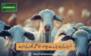 بکریوں کی بیماریوں سے بچاؤ اور حفاظتی ٹیکوں کی اہمیت
