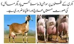 بکری کے تھنوں پر سوجن (ماسٹائٹس یا دیگر مسائل) کی صورت میں علاج اور احتیاط ضروری ہے۔