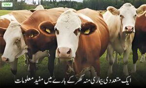 ایک متعددی بیماری منہ کھر کے بارے میں مفید معلومات