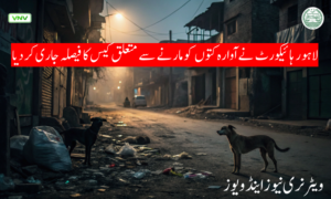 لاہور ہائیکورٹ نے آوارہ کتوں کو مارنے سے متعلق کیس کا فیصلہ جاری کر دیا