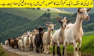 گوٹ فارمنگ: کم سے کم سرمایہ کاری کے ساتھ ایک منافع بخش کاروبار