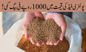 پولٹری فیڈ کی قیمت میں 1000 روپے فی بیگ کمی کا جواز پیدا ہوگیا.