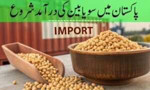 پاکستان میں سویا بین کی درآمد شروع ہو گئی ہے۔