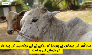 منہ کُھر کی بیماری کے پھیلاؤ کو روکنے کے لیے ویکسین کی پیداوار کو بڑھانے کی ہدایت