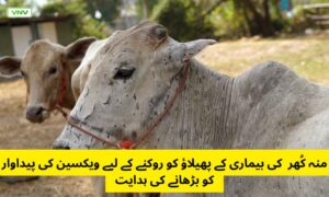 منہ کُھر کی بیماری کے پھیلاؤ کو روکنے کے لیے ویکسین کی پیداوار کو بڑھانے کی ہدایت