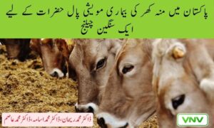 مُنہ کھر کی بیماری