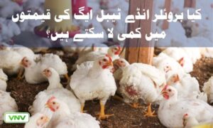 کیا برائلر انڈے ٹیبل انڈے کی قیمتوں کو کم کر سکتے ہیں؟