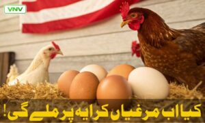 امریکہ میں انڈے کی قیمتیں آسمان کو چھو رہی ہیں - صارفین اب مرغیاں کرائے پر لے رہے ہیں۔