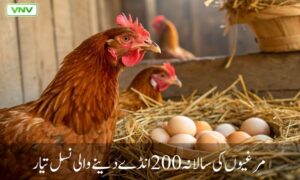 فیصل آباد کے سائنسدانوں نے مرغیوں کی سالانہ 200 انڈے دینے والی نسل تیار کر لی