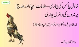 فاؤل پاکس کی بیماری – علامات، بچاؤ اور علاج | پرندوں کی وائرل بیماری