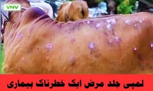 مویشیوں کے لیے ایک انتہائی متعدی وائرل خطرہ لمپی جلد مرض