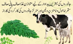 moringa