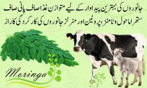 moringa
