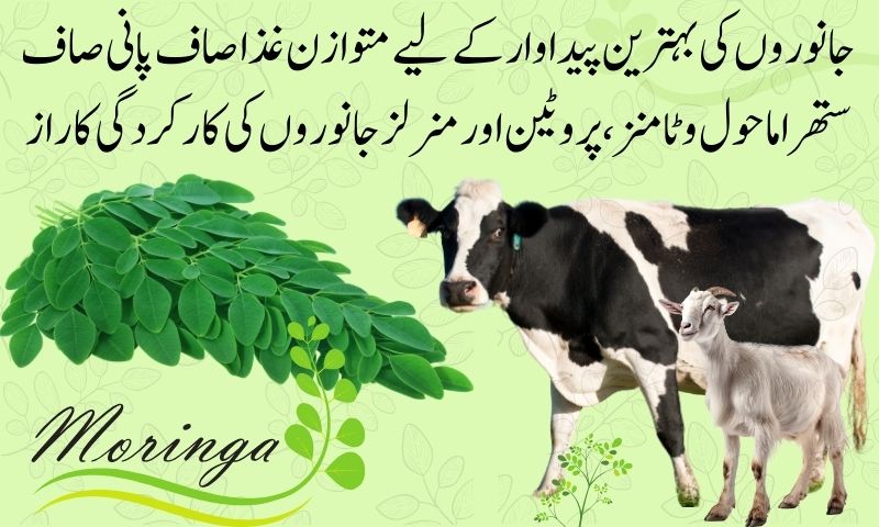 moringa