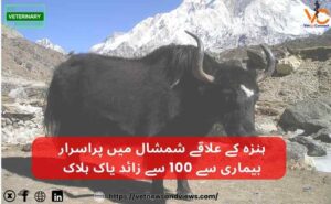  ہنزہ کے علاقے شمشال میں پراسرار بیماری سے 100 سے زائد یاک ہلاک