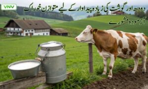 دودھ اور گوشت کی پیداوار بڑھانے کے لیے متوازن خوراک کے آزمودہ مشورے