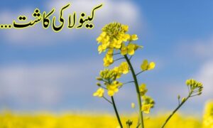 کینو لاکی کاشت…